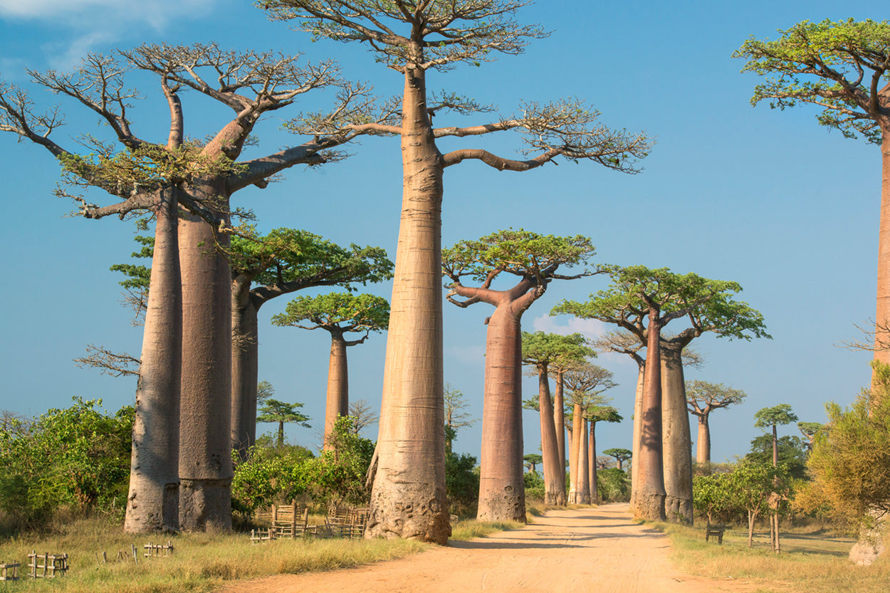 Baobab Oil skincare benefits