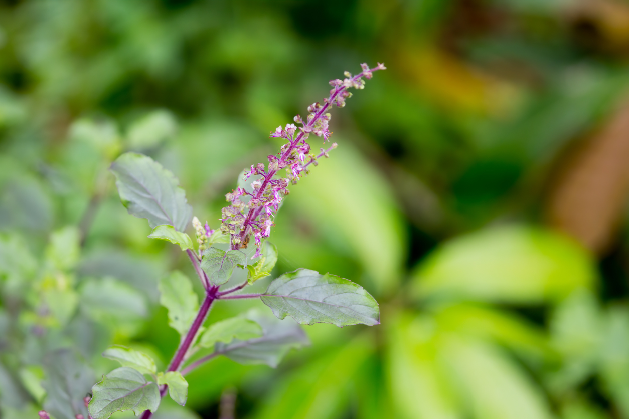 Holy Basil Extract Tulsi Skincare Benefits Rachel Perry