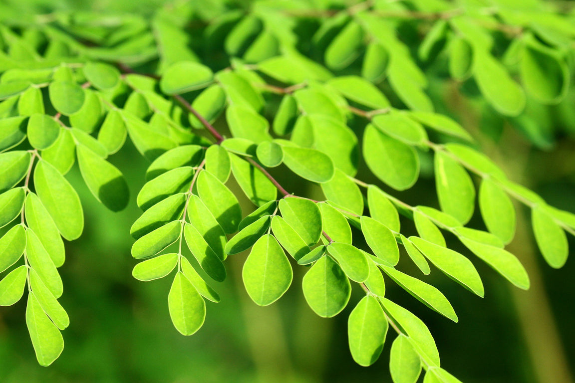 Moringa Oil for Skin: A Superfood for Deep Nourishment & Glow