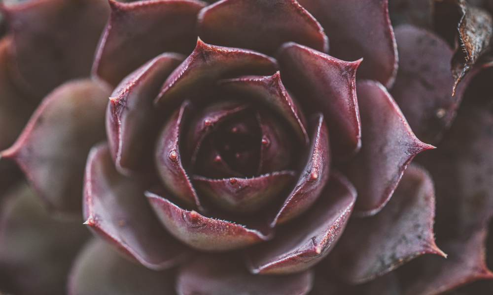 antioxidant benefits of houseleek extract skincare