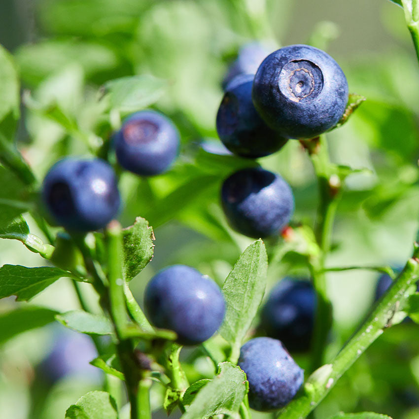 bilberry extract in natural clean ingredient skincare