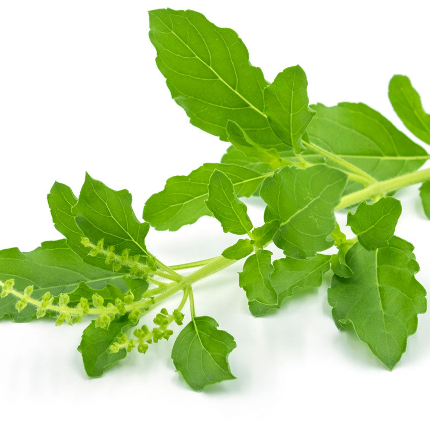 holy basil extract leaf clean ingredient natural skincare