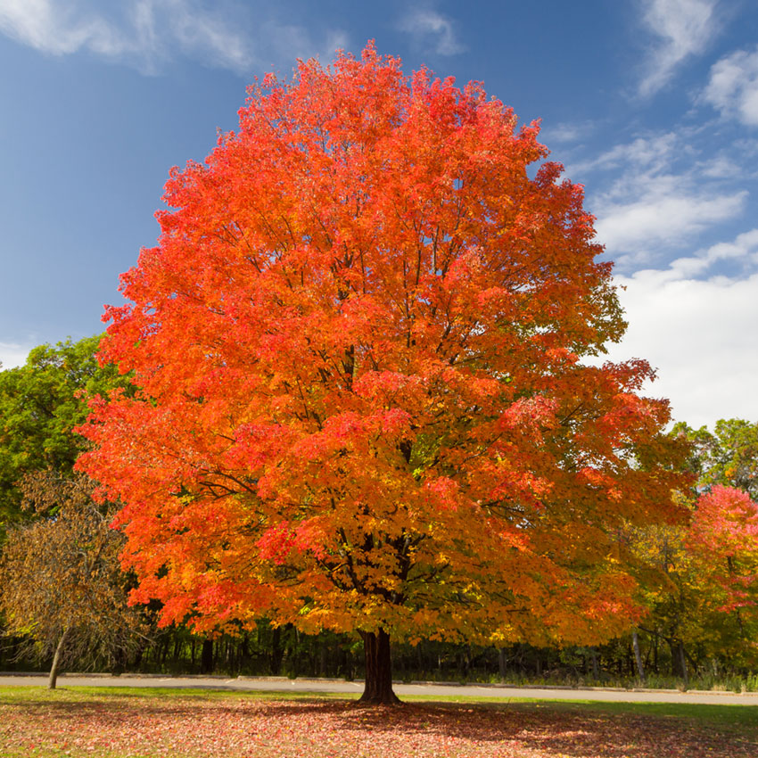 sugar maple extract from sugar maple tree used in clean ingredient natural skincare