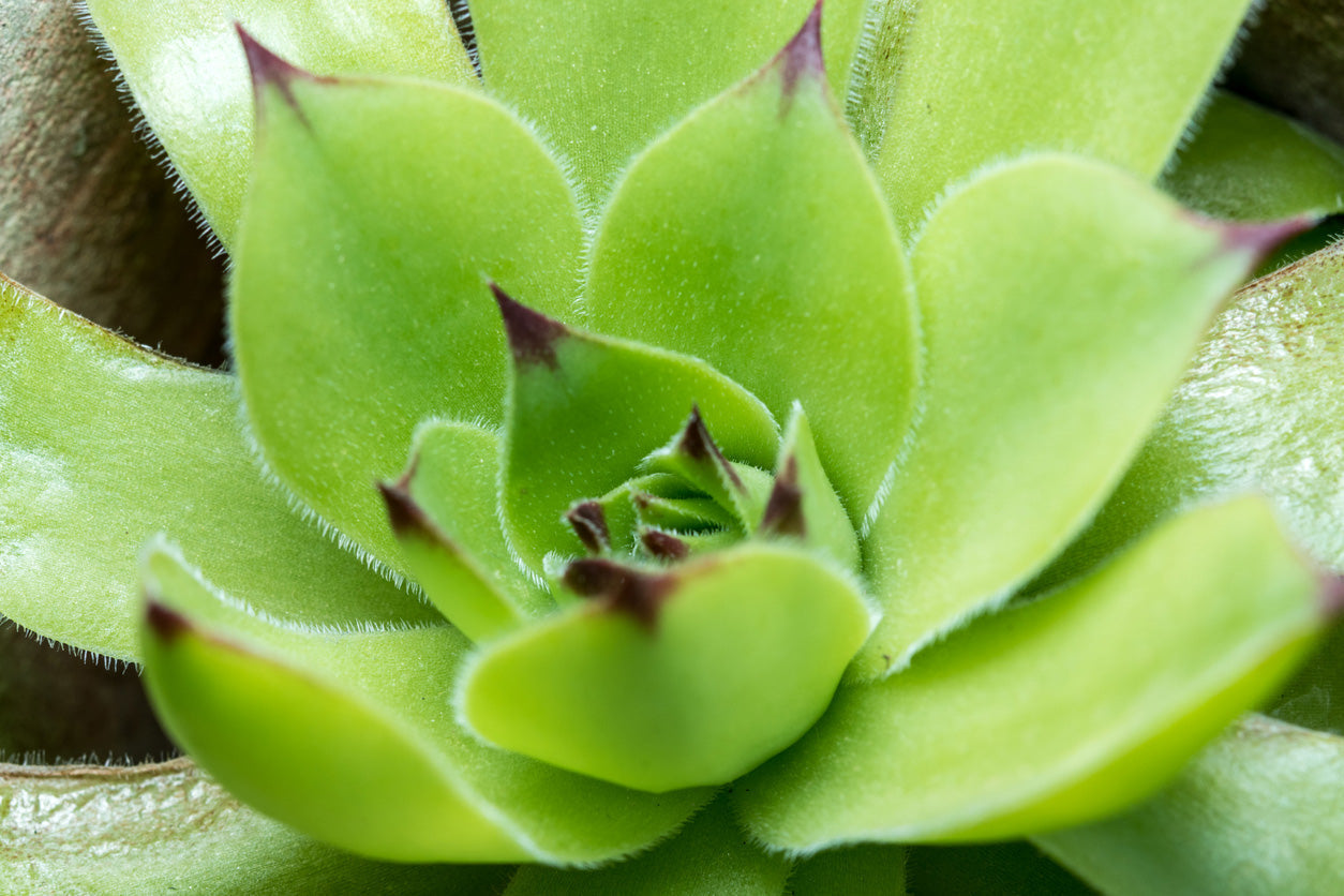 houseleek skincare benefits