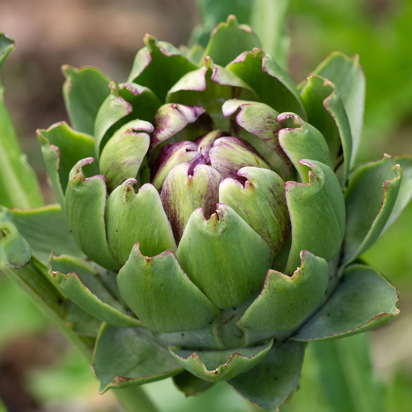 artichoke extract in natural clean ingredient skincare