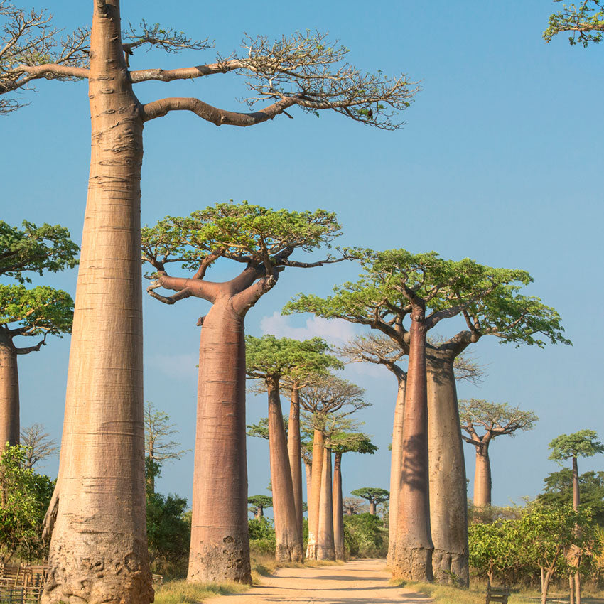 baobab oil clean ingredient natural skincare