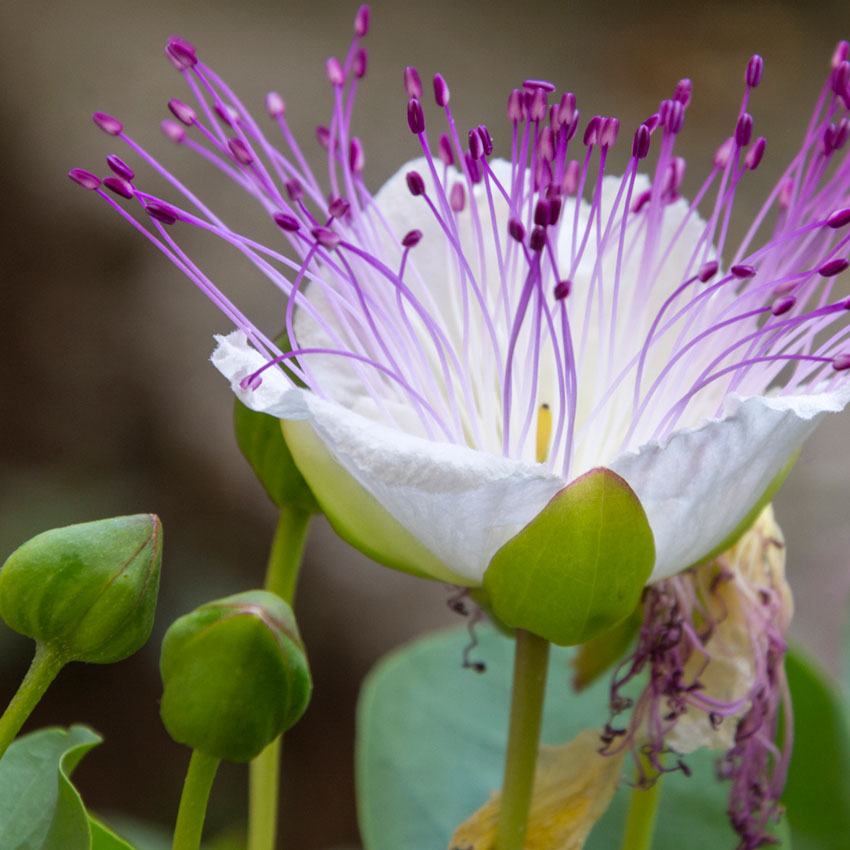 caper extract in natural clean ingredient skincare