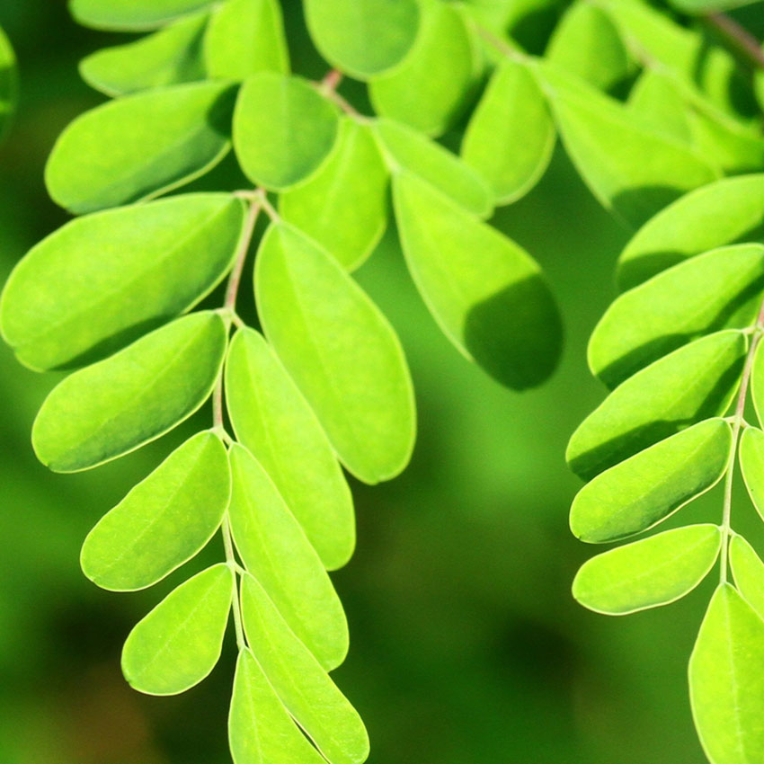 moringa oil clean ingredient natural skincare