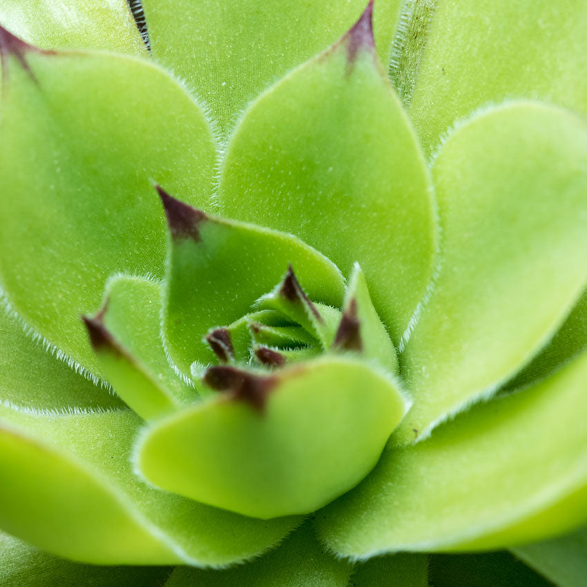 houseleek extract clean ingredient natural skincare